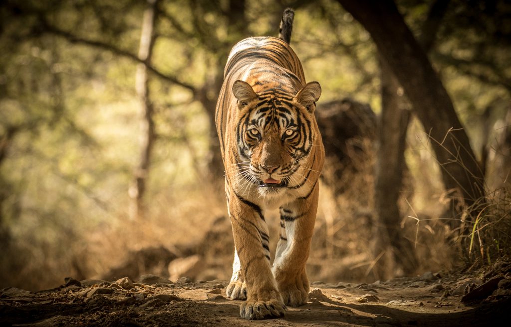 Der Ranthambhore Nationalpark