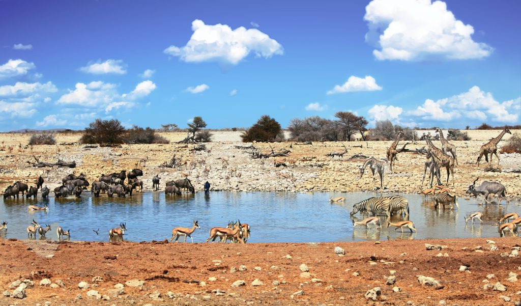 Etosha Nationalpark