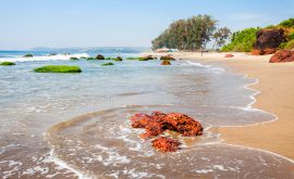 Keri Beach in Goa