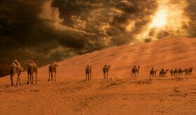 Kamele, Wüste, Oman